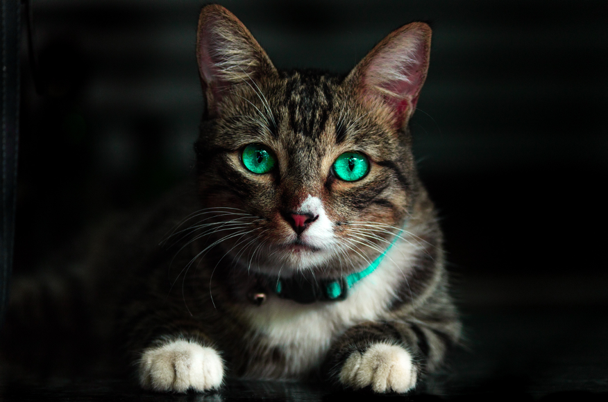 Why Do Cats Have Different Eye Colors?