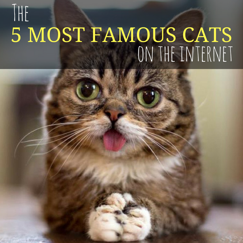 The 5 Most Famous Cats On The Internet
