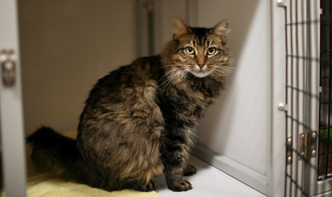 Pet Insurance for Senior Cats and Dogs