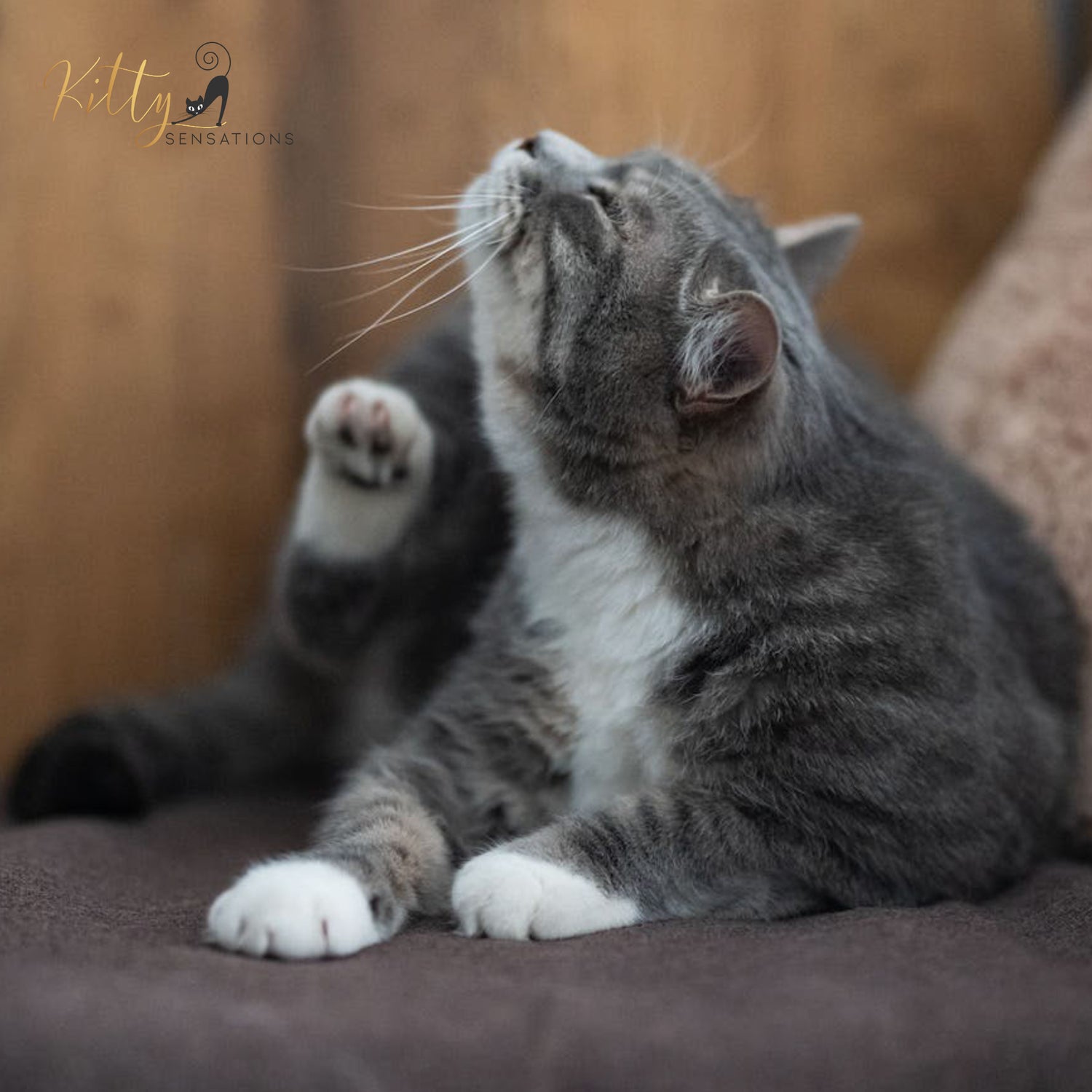 www.KittySensations.com Why Do Cats Get Bored? 4 Things to Know About Preventing Kitty Boredom