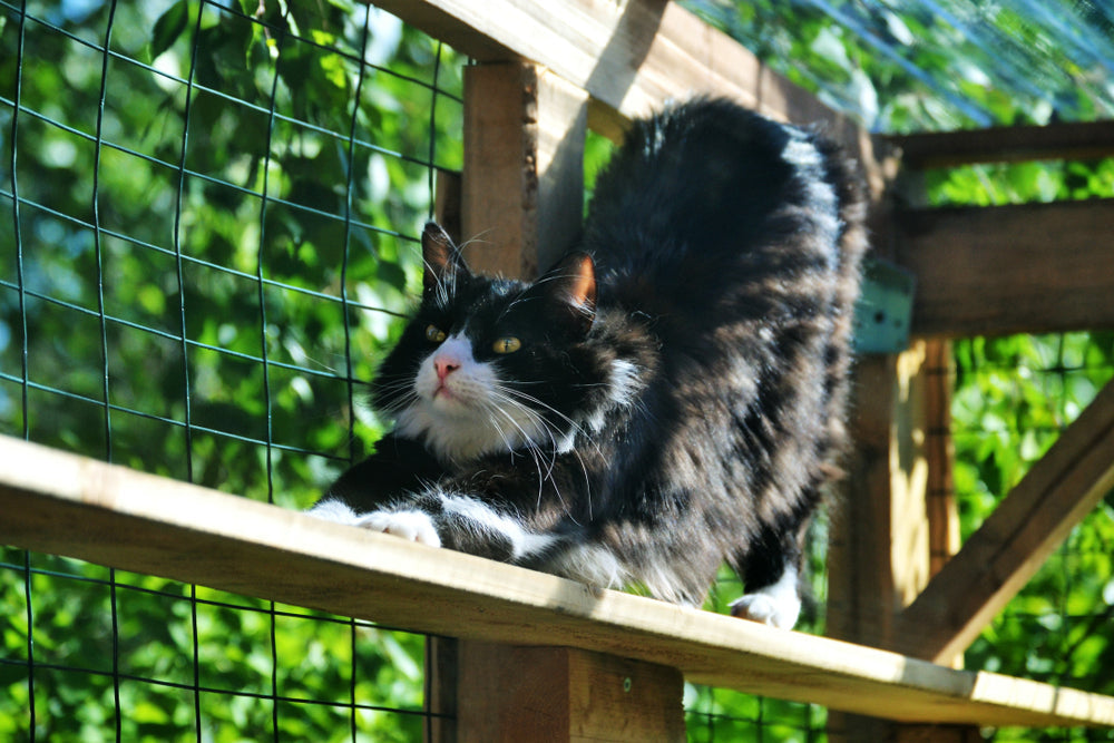 Kitty Sensations featured on Redfin's "4 Catio Ideas Your Indoor Cat Will Love"!