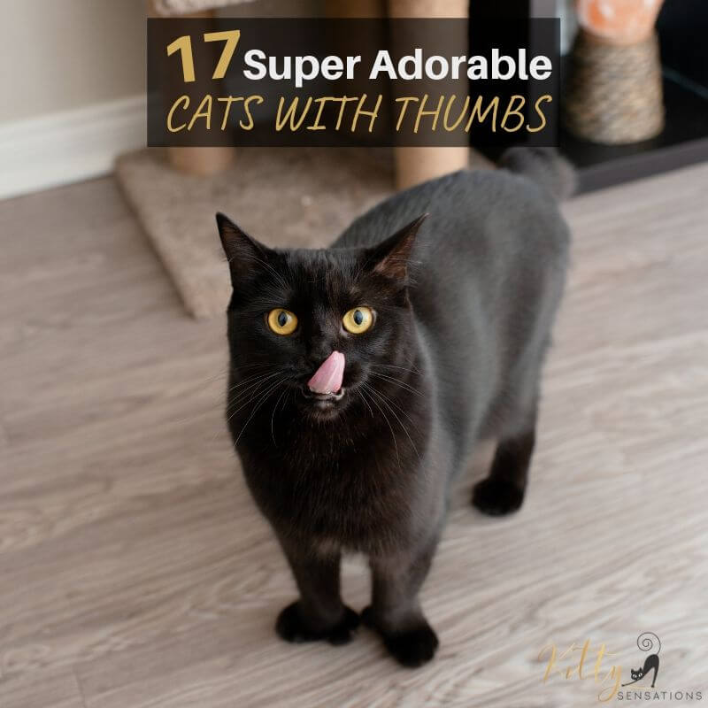 17 super adorable cats with thumbs banner image