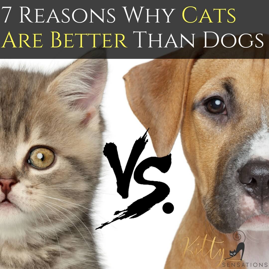 Cats vs. Dogs - 7 Reasons Why Cats Are Better Than Dogs