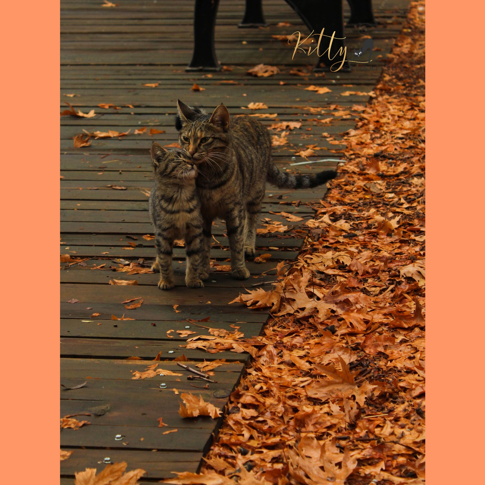 Fall Kitties