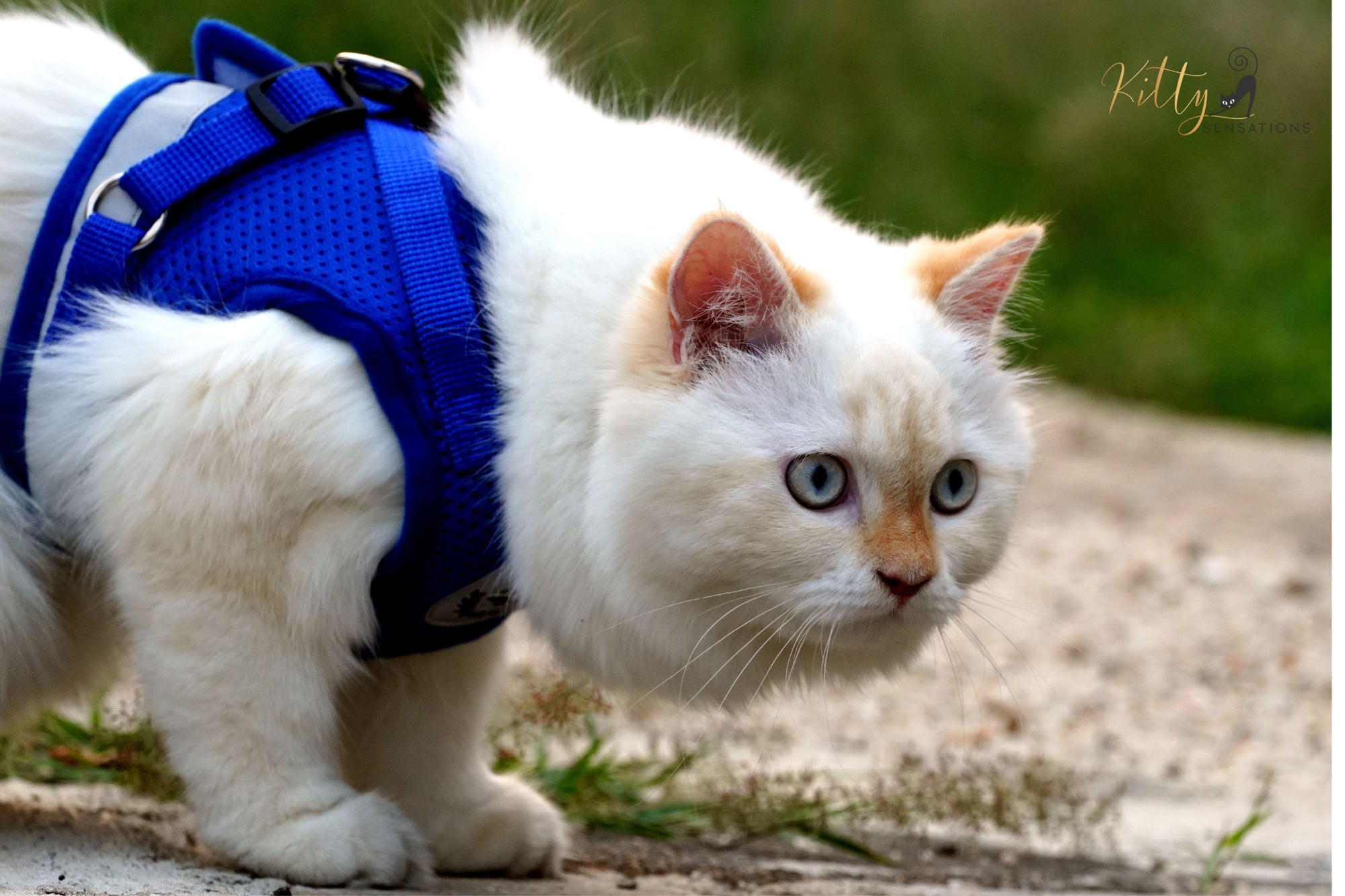 www.KittySensations.com: How to Walk Your Cat on Leash and Harness: What to do Before, During, and After Your Walk: https://www.kittysensations.com/blogs/cat-lifestyle/how-to-walk-you-cat-on-a-leash-and-harness-what-to-do-before-during-and-after-your-walk