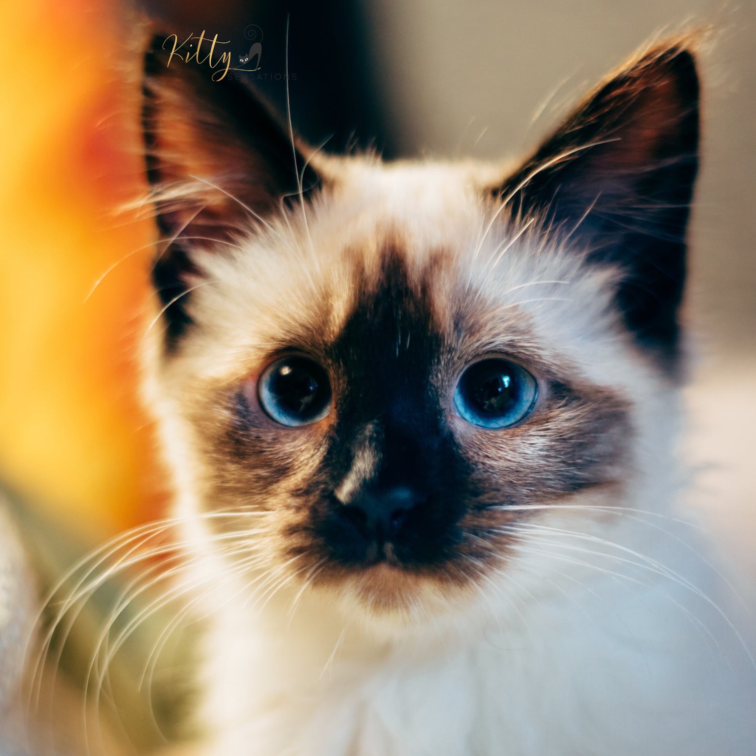www.KittySensations.com: 26 Rare Beauties :): https://www.kittysensations.com/blogs/cat-lifestyle/rare-beauties