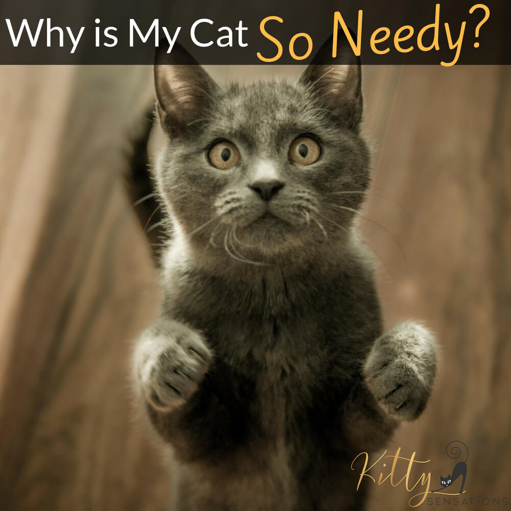 Why Is My Cat So Needy? - 7 Reasons Explained