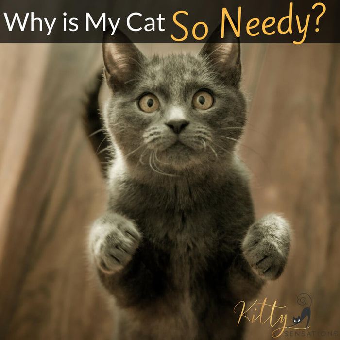 Why Is My Cat So Needy? 7 Reasons Explained
