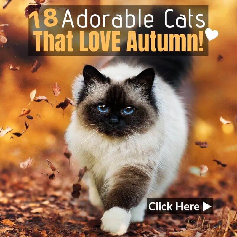 Autumn Cats - 18 Images of Cats Loving Fall