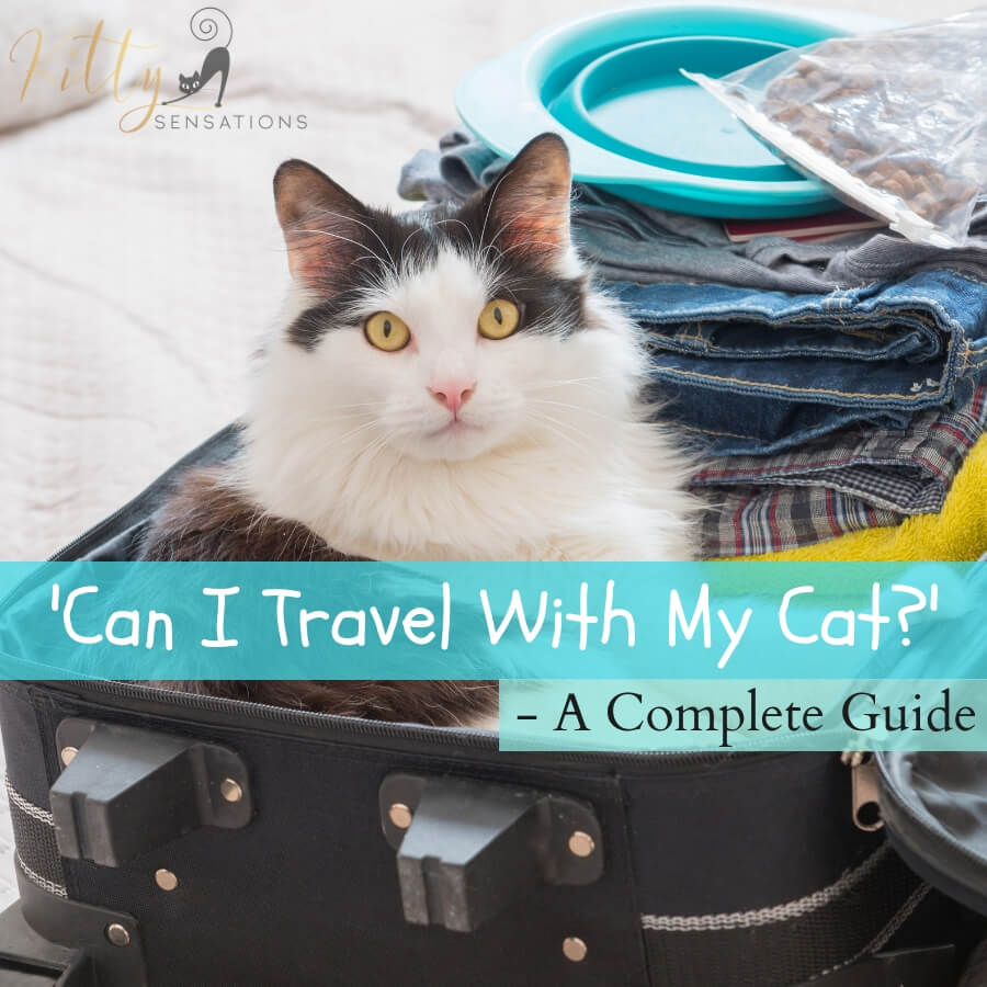 Can I Travel With My Cat? - Complete Guide