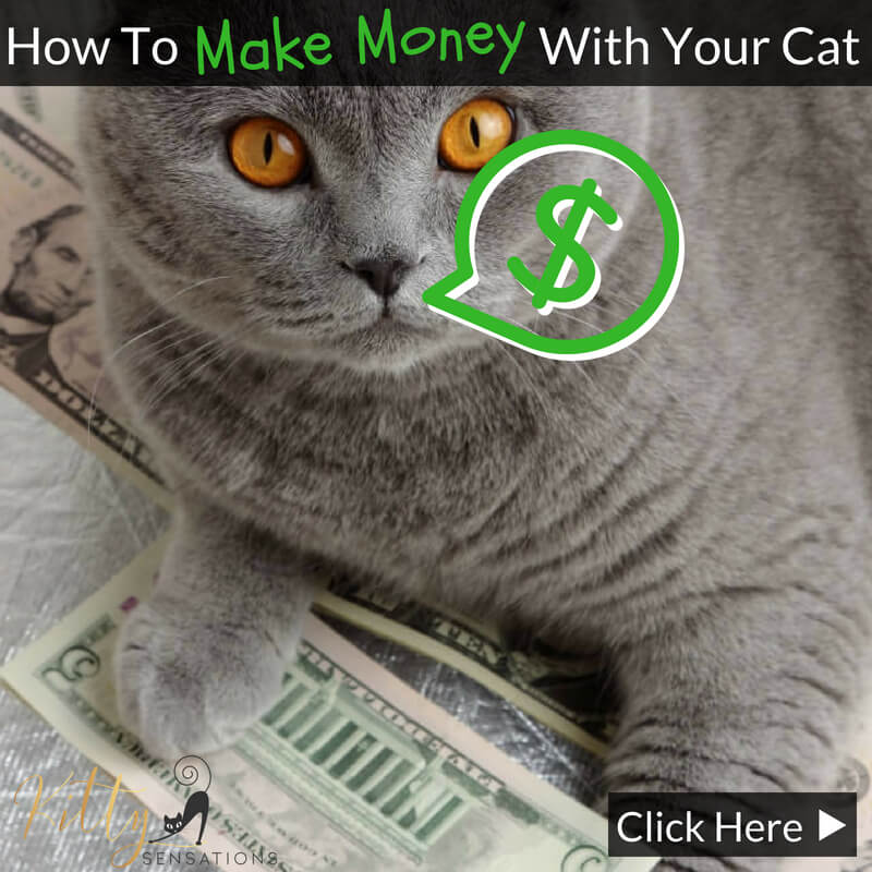How To Make Money With Your Cat - 5 Proven Methods