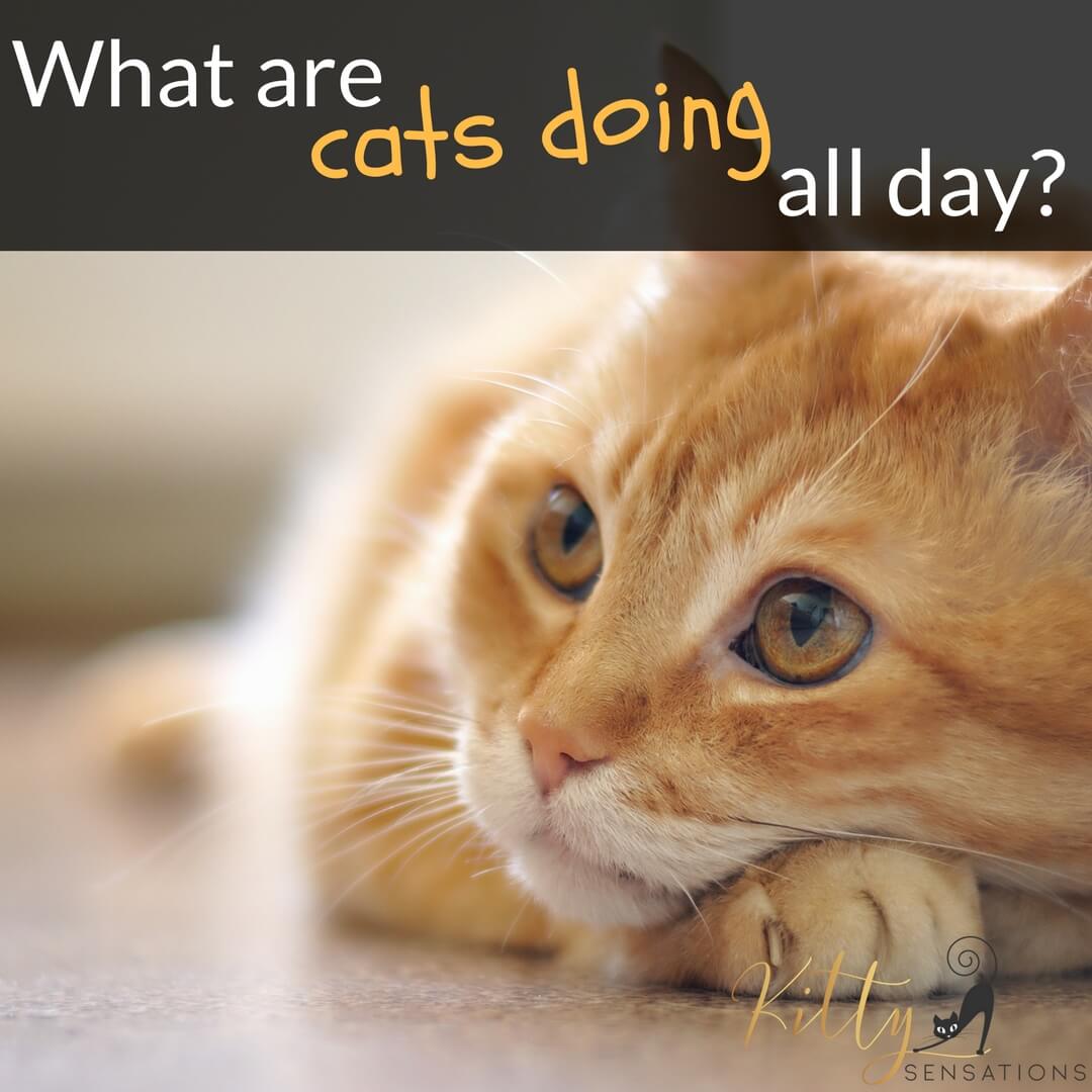 What Do Cats Do All Day? Cat Behavior Explained