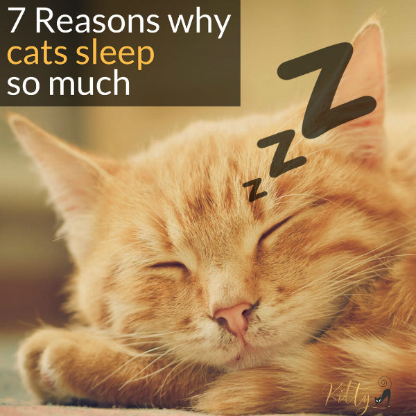 7 reasons why cats sleep so much image