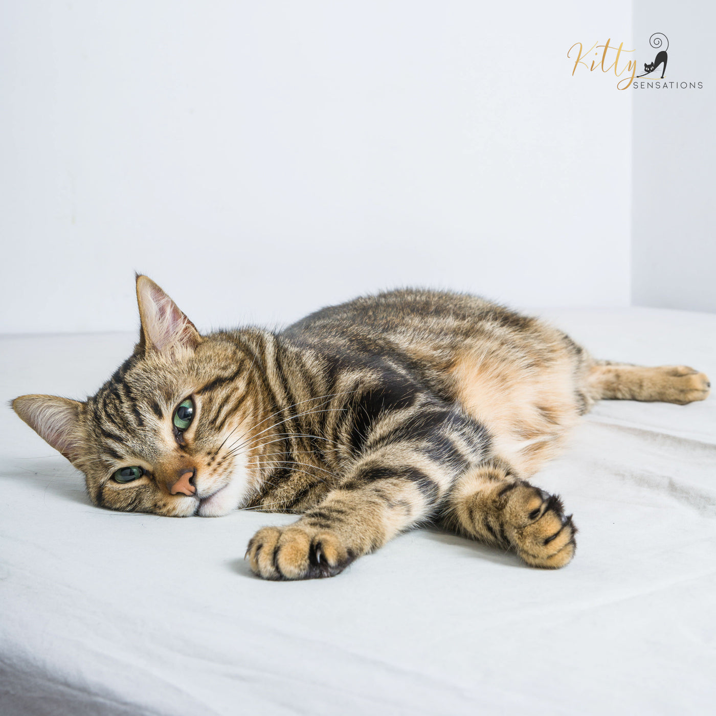 Cat Photo Contest